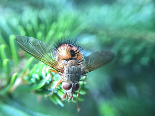 brown and black fly in close-up photography