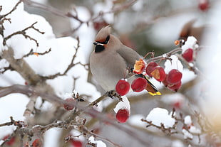gray bird on cherry branch
