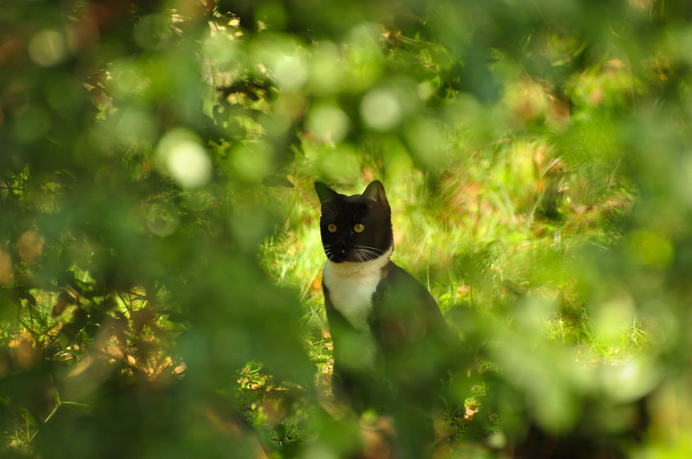 short-coated black and white cat HD wallpaper