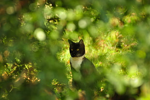 short-coated black and white cat