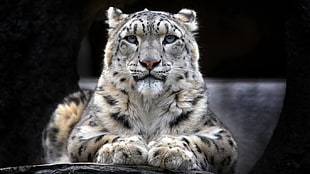 Albino tiger, animals, leopard (animal)