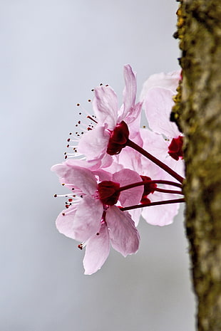 pink petaled flower closeup photography HD wallpaper