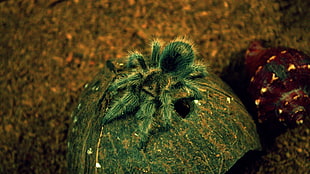 selective focus photo of green tarantula on green nut