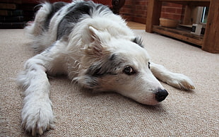 closeup photo of white and merle Australian Shepherd lying on floor