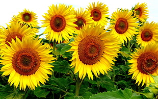 three yellow and pink flower decors, sunflowers, flowers, plants, yellow flowers