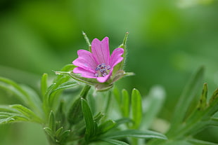 purple flower during daytime