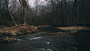 flowing river between bare trees during daytime nature photography, river, water, trees