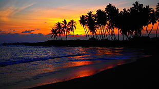 several palm trees, beach, sunset, palm trees HD wallpaper