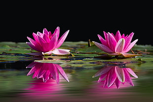 selective focus photography of water lily flowers HD wallpaper