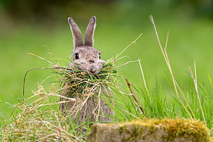 brown rabbit eating grass during daytime, food, animals, rabbits HD wallpaper