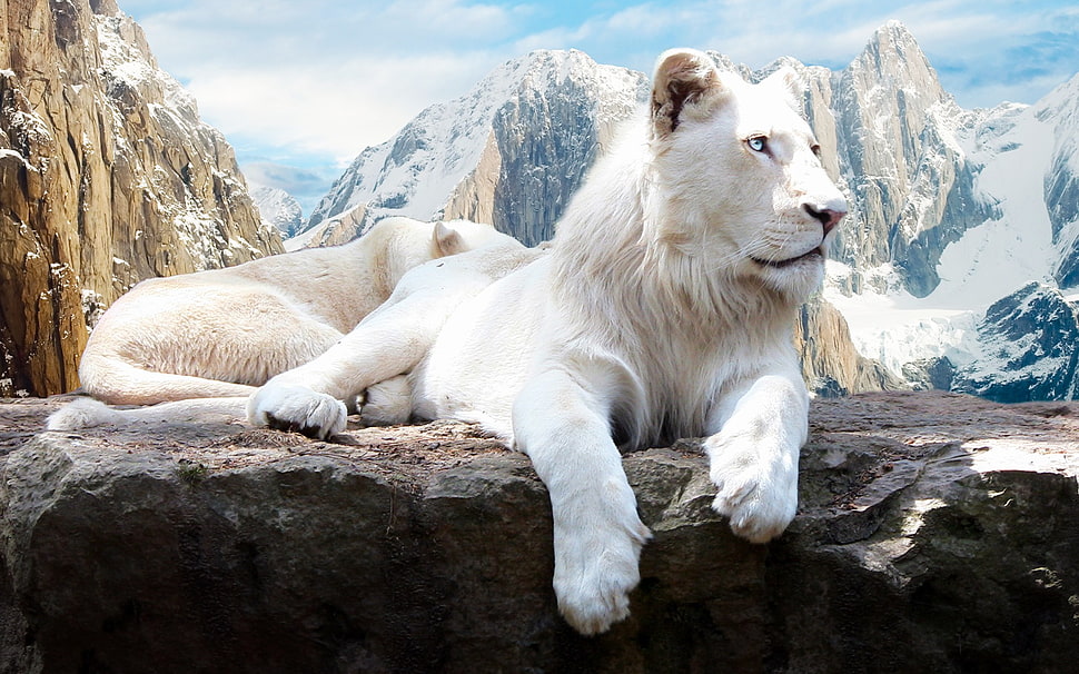 white lion, animals, lion HD wallpaper