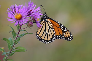 Tiger Striped Butterfly, monarch butterfly, aster, england HD wallpaper