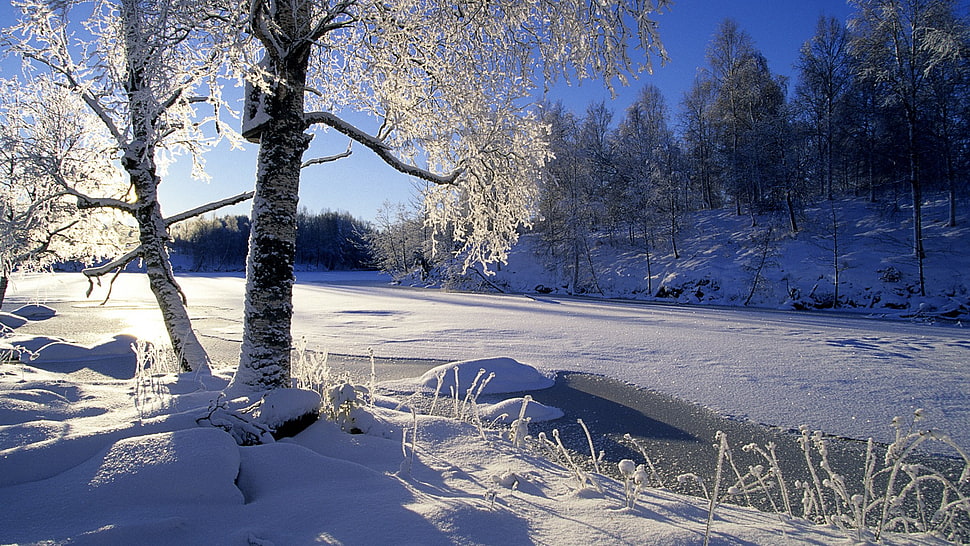 green leafed trees, landscape, winter, snow, trees HD wallpaper