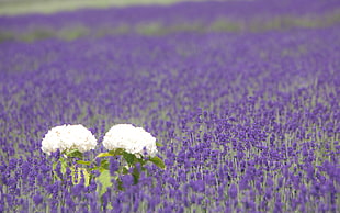 two white petal flowers in the middle of purple flowers