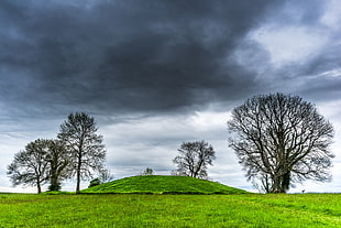 green field with trees, armagh, northern ireland