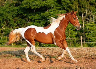 brown and white Stallion at the farm HD wallpaper