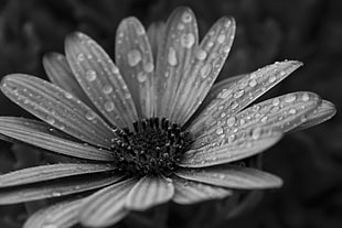 grayscale photo of flower with water dew