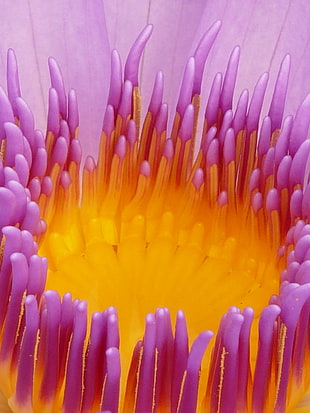 orange and purple sea anemone HD wallpaper