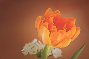 selective focus photography of orange petaled flower
