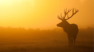 silhouette of Elk with brown foggy background
