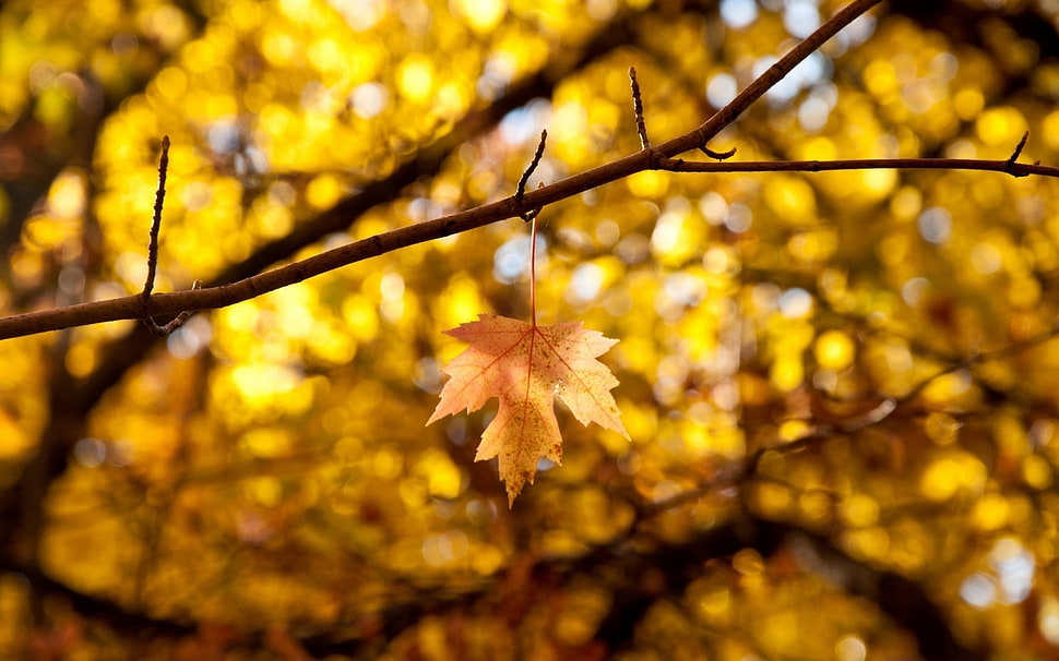 brown maple leaf, yellow, leaves, bokeh, fall HD wallpaper