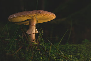 photo of beige mushroom HD wallpaper