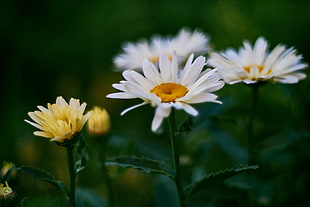 shallow focus on a white daisy flowers