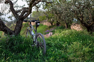 hardtail bike parked beside tree and grass field