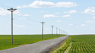 gray road between farm during daytime