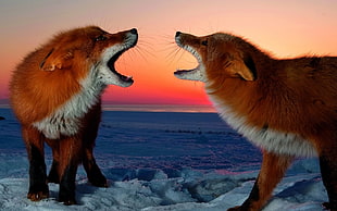 two fox facing each other on snow HD wallpaper