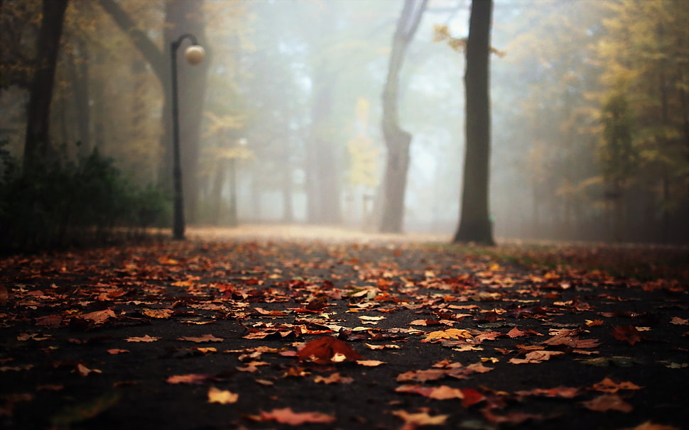 brown dried leaves, fall, park, leaves, lantern HD wallpaper