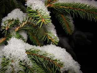 pinetree leaf covered with snow HD wallpaper