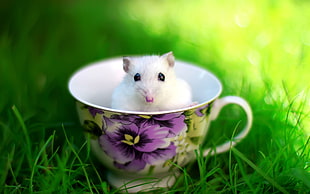 white laboratory mouse on white and purple floral ceramic cup focus photo