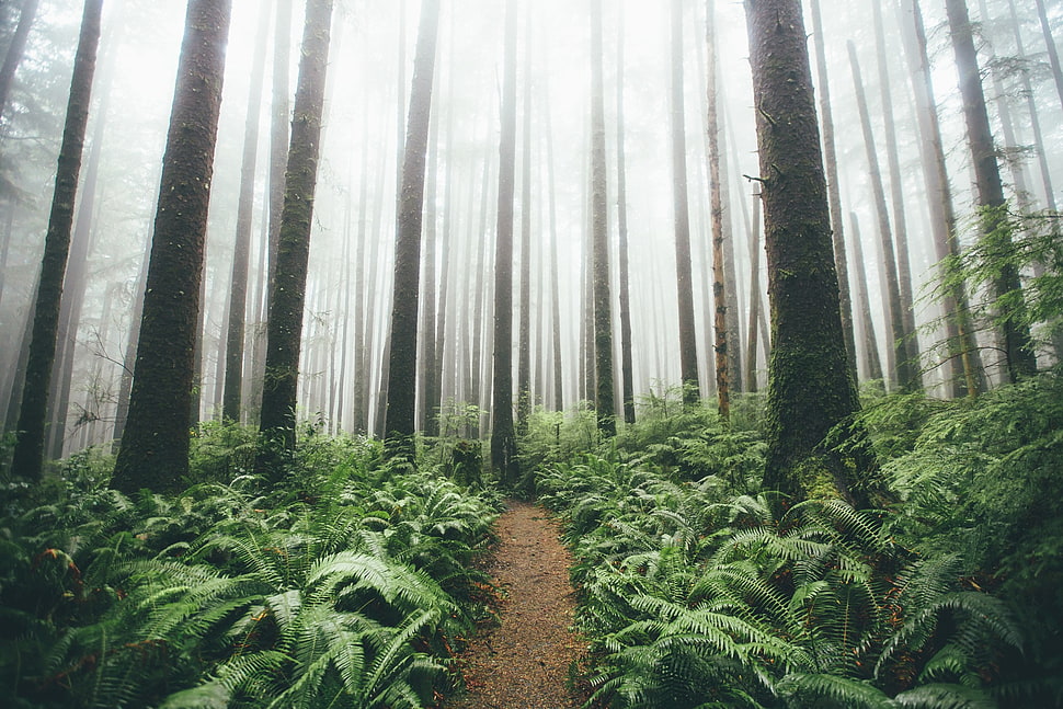 Boston ferns, landscape, forest, trees, path HD wallpaper