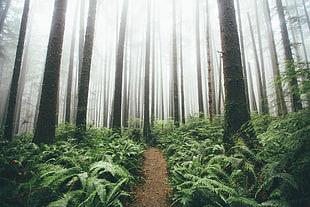 Boston ferns, landscape, forest, trees, path