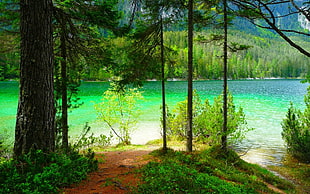 green leafed plants, nature, landscape, summer, lake HD wallpaper