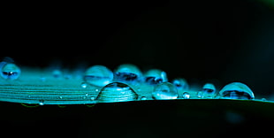 closeup photo of water droplets