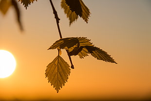 depth of field photography of leaves during golden hour