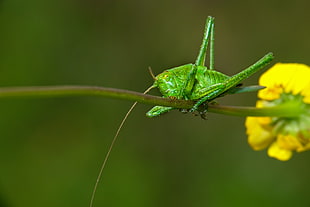 green winged insect macro photograpgy HD wallpaper