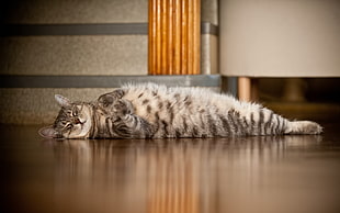 brown Tabby cat lying on brown wooden floor