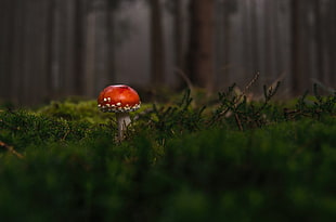 brown mushroom shallow focus