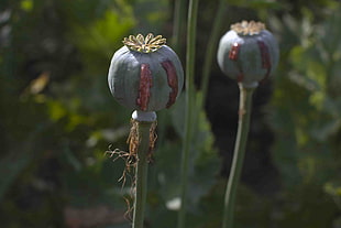 opium poppy flowe rbud, poppies, opium