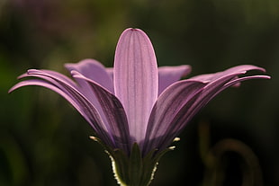 purple petal flower micro photogtaphy