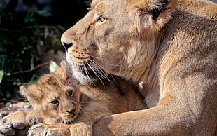brown lion and cub in closeup photo HD wallpaper