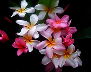 pink and white flowers, flowers, Plumeria, plants