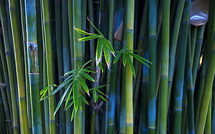 bamboo grass, nature, bamboo, photography, plants HD wallpaper