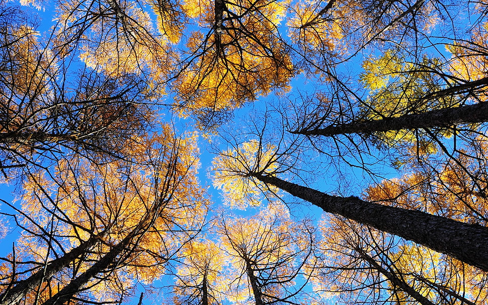 sky view photography with brown leaf trees HD wallpaper