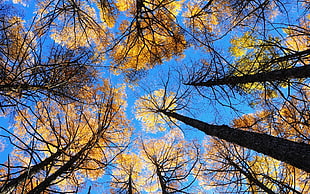 sky view photography with brown leaf trees