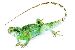 green Iguana on white surface HD wallpaper