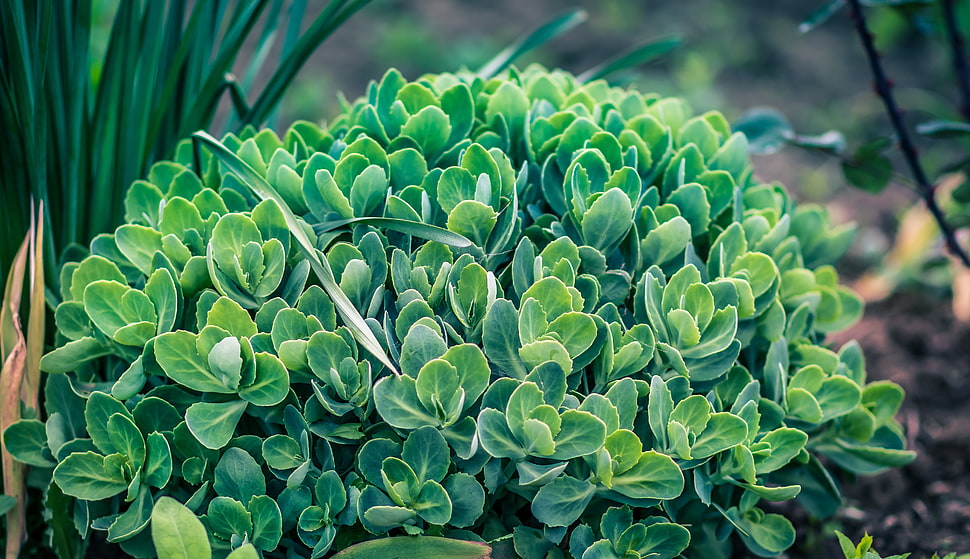 green succulent plant, Plant, Green, Leaves HD wallpaper